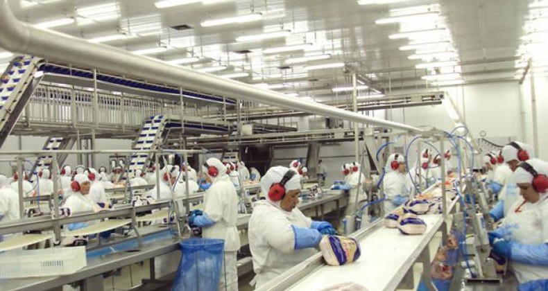 Embargo derruba exportações de frango e suíno no primeiro semestre