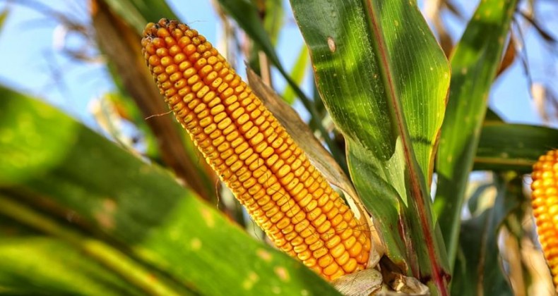 Queda de produtividade do milho faz agricultores reduzirem as vendas