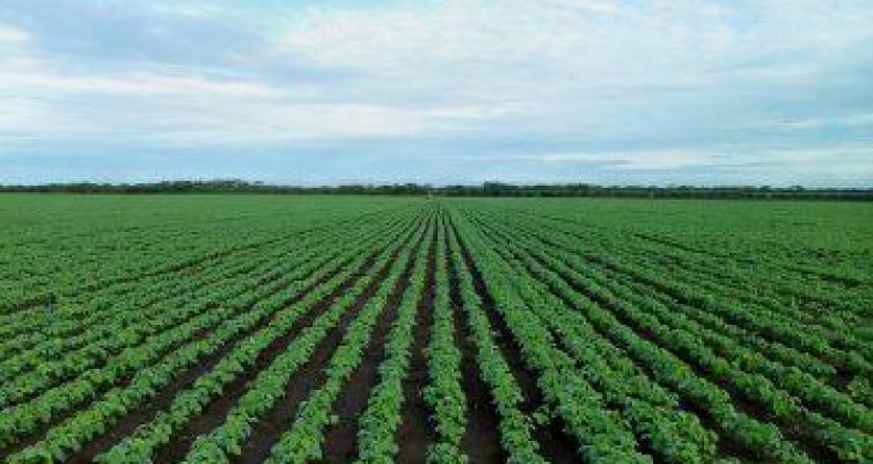Soja: Ministério da Agricultura publica zoneamento para 15 estados e DF