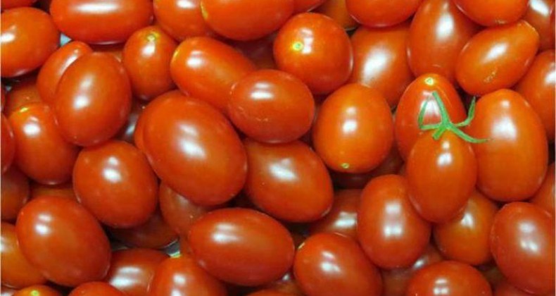 Embrapa cria tomates mais nutritivos e com maior produtividade
