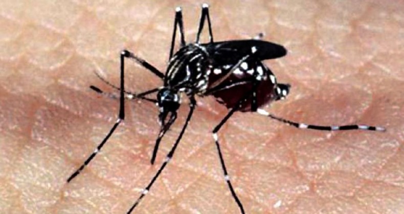 Especialistas alertam para epidemias de Zika e Chikungunya no verão
