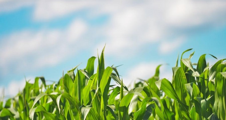 Milho: área plantada deve crescer 7% e somar 5,8 milhões de hectares