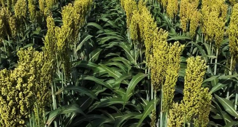 Tonelada de sorgo está custando quase 50% mais neste ano
