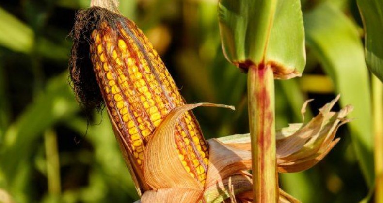 Preço do milho cai quase 10% em um mês
