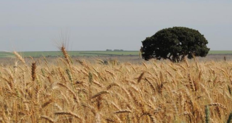 Trigo: preço continua sustentado mesmo com avanço da colheita
