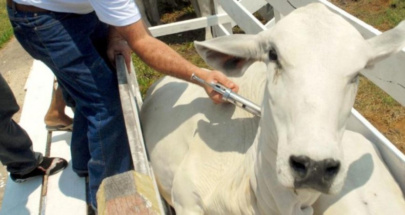 Aftosa: tudo que você precisa saber sobre a imunização do gado