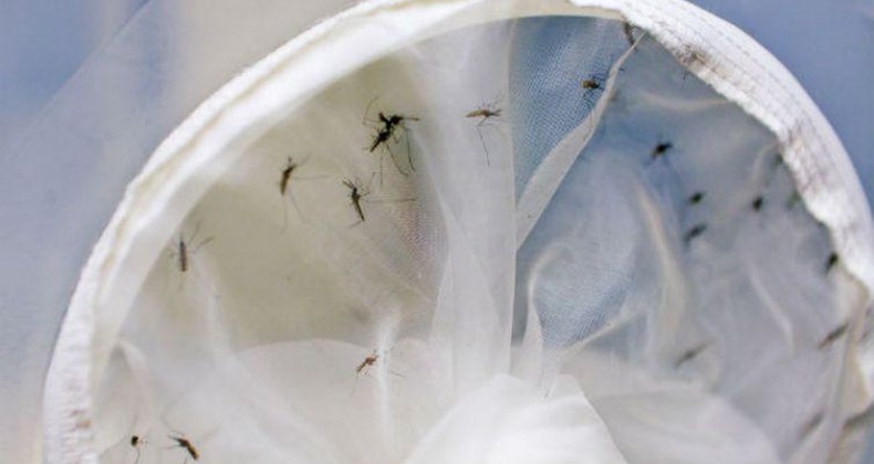 Tem início a Semana Nacional de Combate ao Aedes aegypti