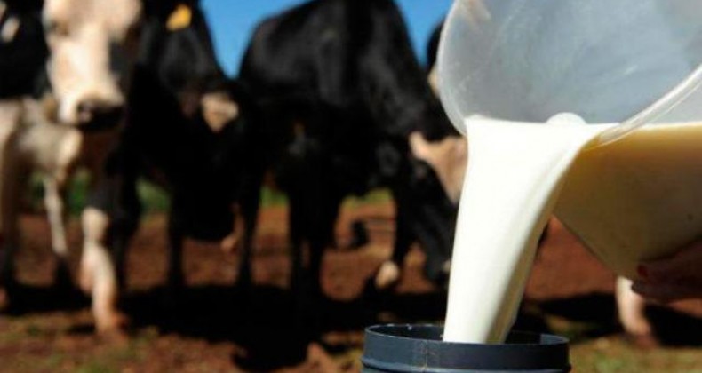 Alimentação do rebanho é o maior problema da pecuária de leite