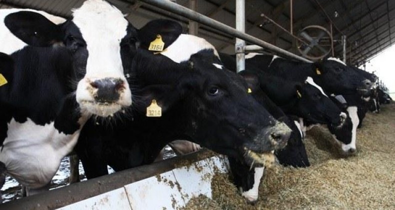 Setor de ração animal pode crescer até 3% em 2019, projeta Sindirações