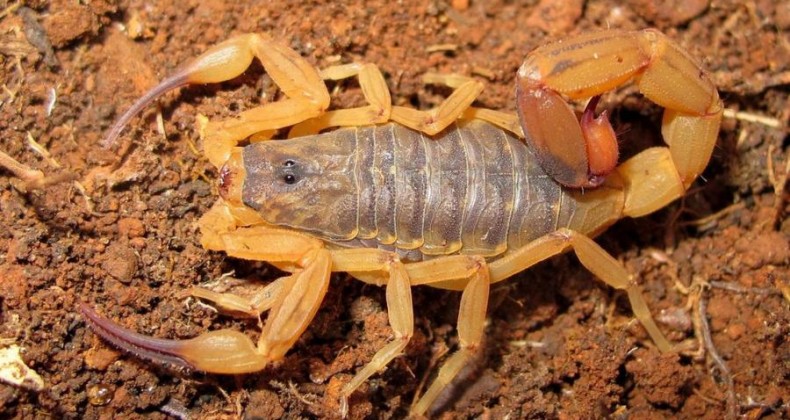 Saúde alerta para picadas de escorpião, mais comuns no verão