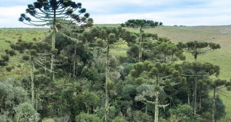 Fepam alerta municípios sobre prorrogação de prazo do Sinaflor