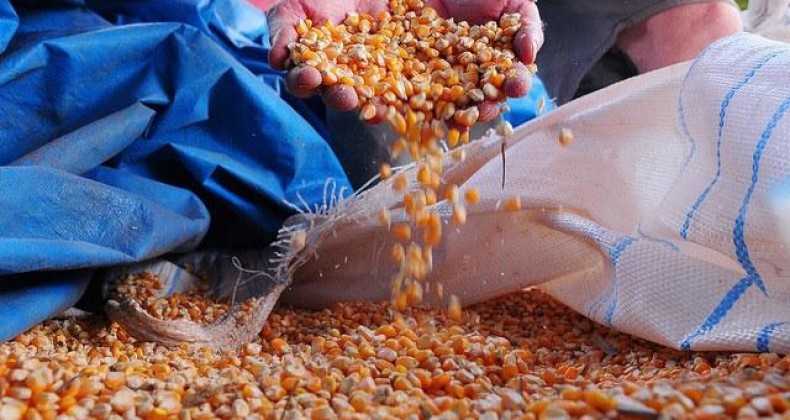 Preço do milho acumula alta de 6% em fevereiro, diz Cepea