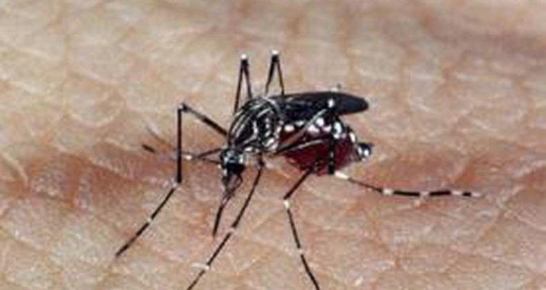 Casos de dengue crescem 264% no Brasil com 229 mil pacientes este ano