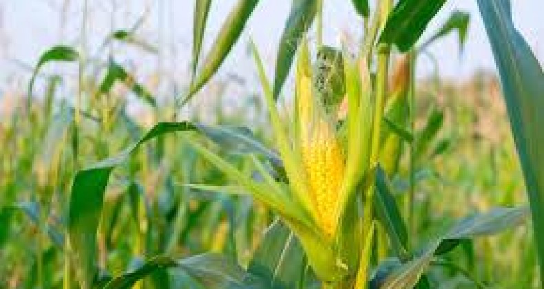 Milho: clima favorável pode incrementar produção da segunda safra