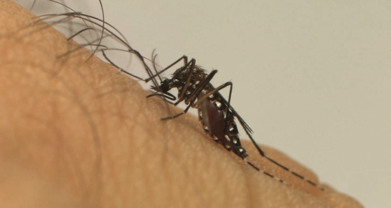 Ministério testa controle biológico de Aedes aegypti em três cidades