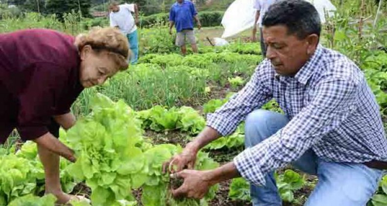 Agricultura familiar: ministério prorroga prazo para renovação de selo