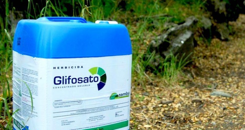 Banir glifosato traria problema muito grande para o agro, diz professor