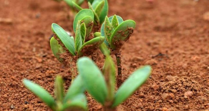 Setor produtivo discute novas regras para produção de sementes e mudas