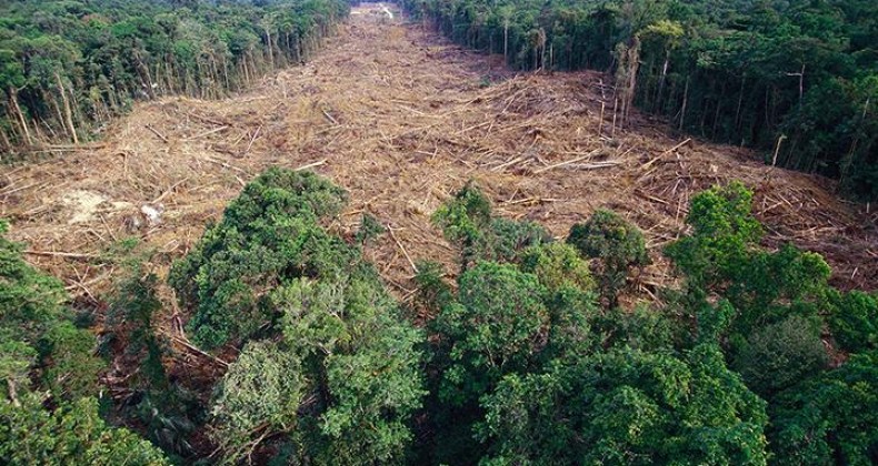 Desmatamento ilegal: FPA apresenta projeto para tornar penas mais severas