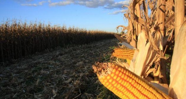 Milho abre semana com preços firmes por apreensão com clima