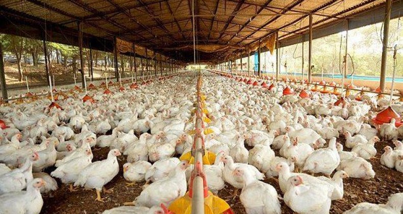 ‘Avicultura está no sangue do Brasil e é respeitada no mundo inteiro’