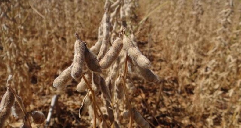 Censo Agropecuário: produção de soja aumentou 123% em 11 anos