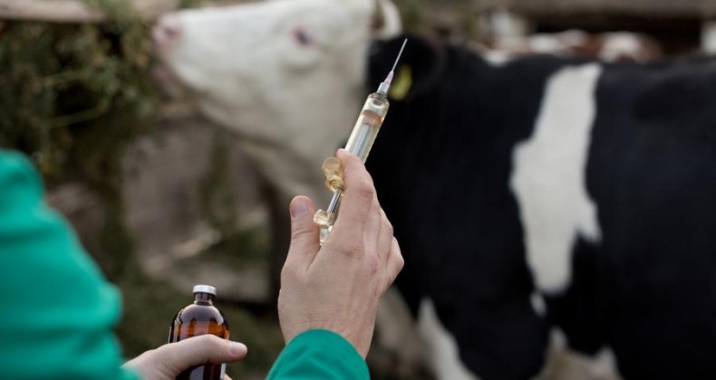 Especialistas debatem uso consciente de antibióticos na saúde animal