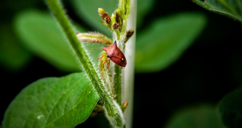 Novo produto promete eliminar até 95% dos percevejos e da mosca-branca
