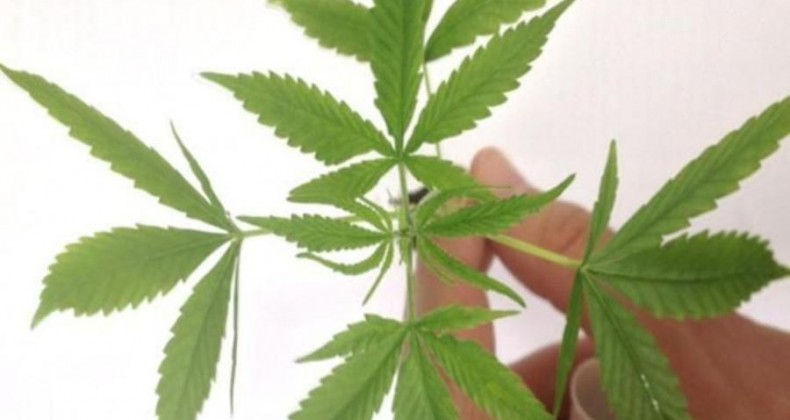 Anvisa autoriza fabricação e venda de medicamentos à base de Cannabis
