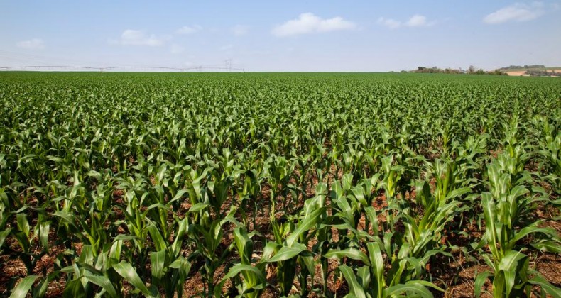 Atraso no plantio do milho: clima não deve trazer preocupação