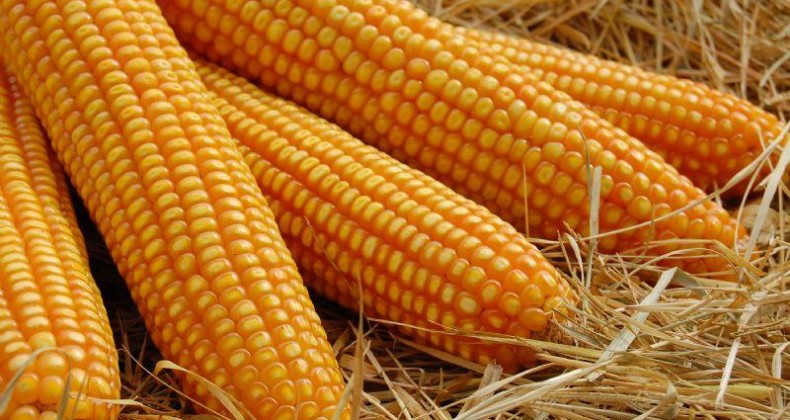 Datagro: produção de milho segunda safra deve bater novo recorde
