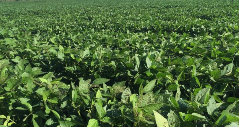 Preço da soja sobe 4% em novembro e tendência ainda é de alta
