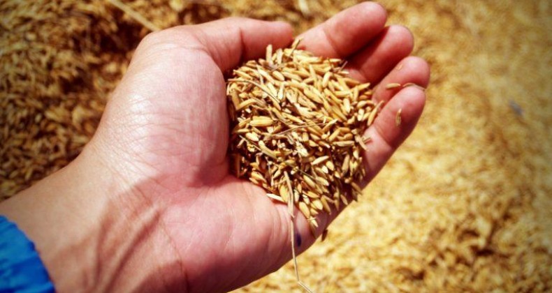 Preço do arroz encerra 2019 no melhor nível em mais de 3 anos