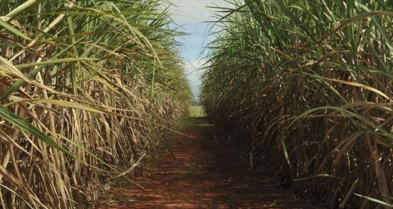 Produção de etanol na safra 2019/2020 deve aumentar 7,1%, diz Unica