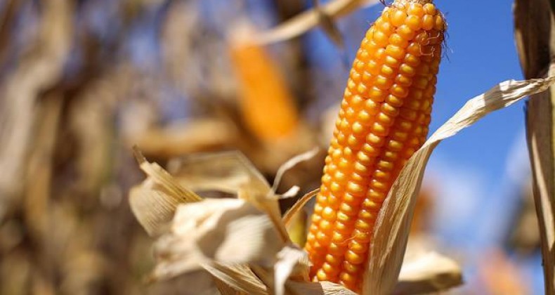 Milho: produtores do RS perdem 50 sacas por hectare com a seca