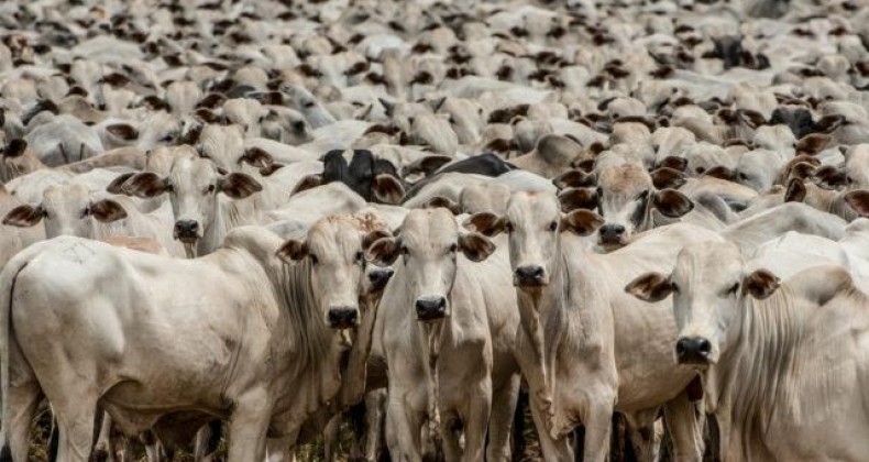 Preços do boi gordo seguem caindo no Brasil