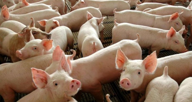Suinocultura espera manter exportação aquecida em 2020