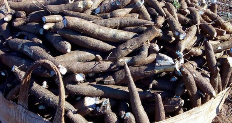 Embrapa desenvolve mandioca que produz 51% mais amido