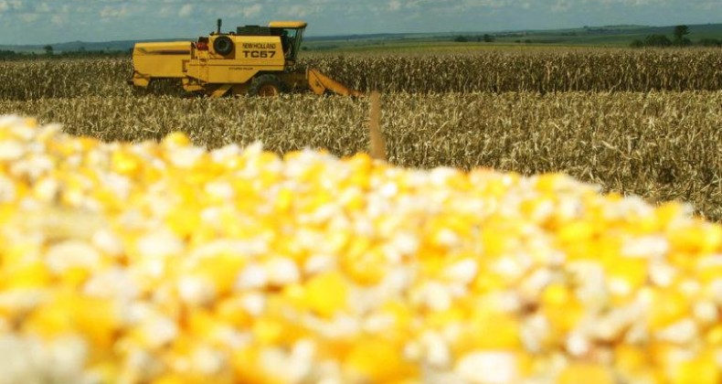 Milho: confira o que pode influenciar o mercado nesta semana