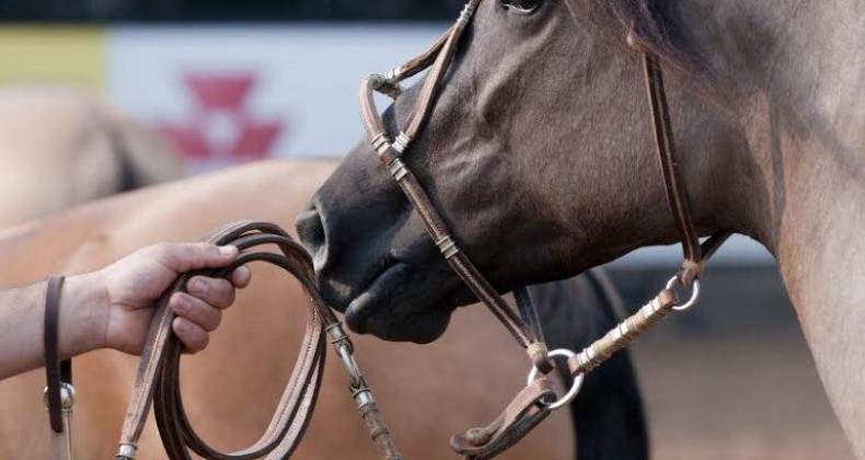 ABCCC adia eventos com cavalos crioulos a partir do dia 23 de março