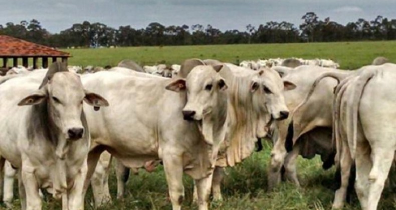 Boas condições das pastagens favorecem preços do boi gordo