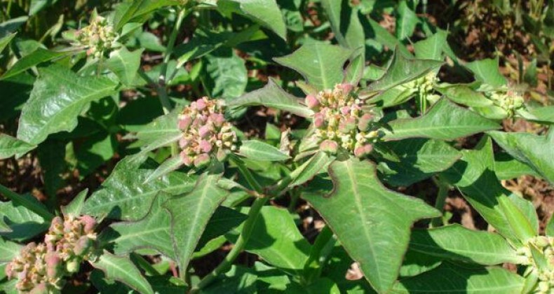 Embrapa identifica mais uma planta invasora resistente ao glifosato