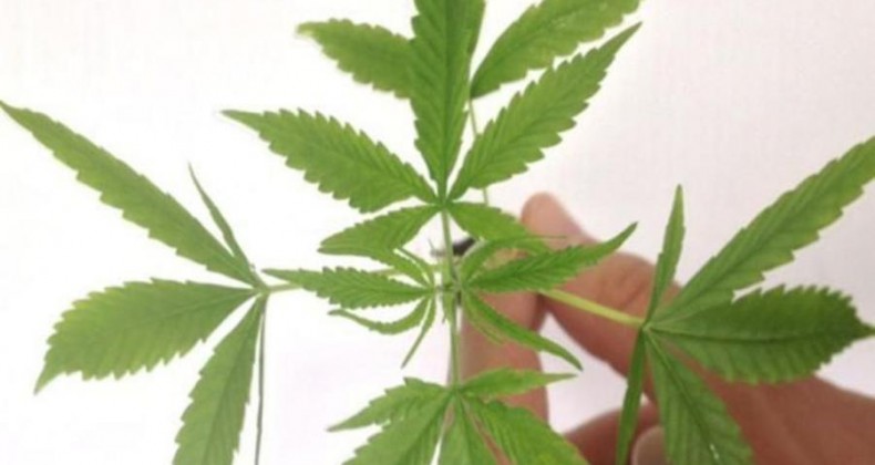 Fabricação e venda de produtos derivados da cannabis entram em vigor