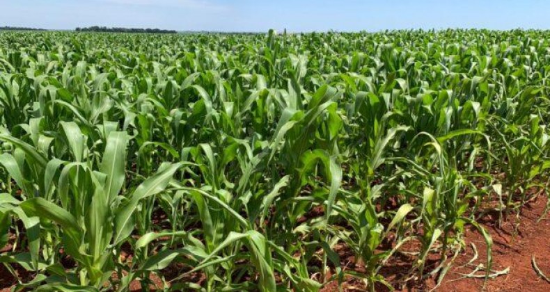 Milho: plantio chega a 90% no Paraná, que já registra perdas pela seca