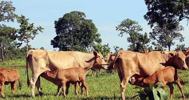 Preço do bezerro alcança recorde e vai a R$ 1.905