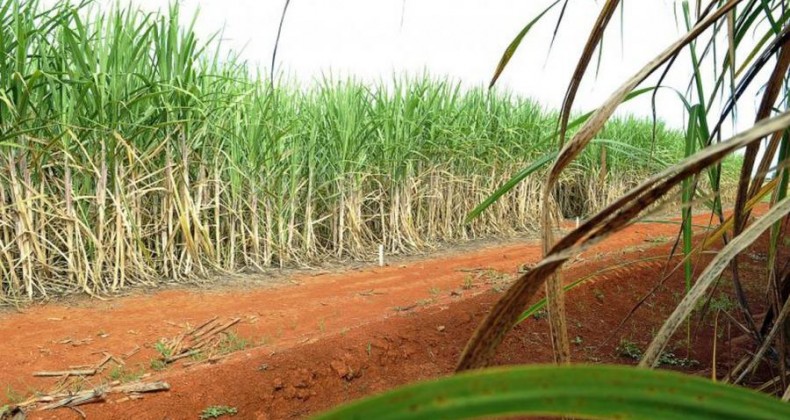 Produtores de cachaça vão doar 70 mil de litros de álcool ao SUS