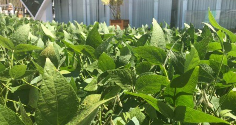 Soja: fungicida que combina multissítio e carboxamidas é lançado