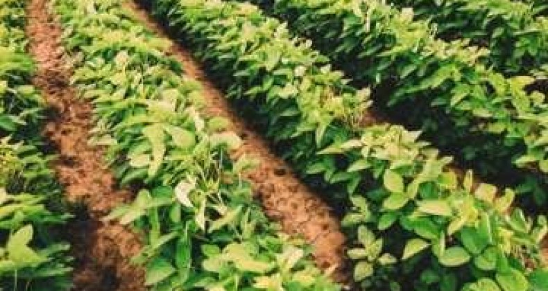 Tumulto externo gera cautela nos negócios com soja no Brasil