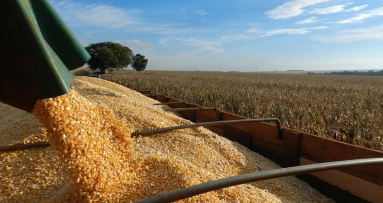 Milho excedente nos EUA pode complicar exportações brasileiras, diz Anec