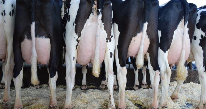 Produtora desabafa: laticínios estão pedindo para secar as vacas